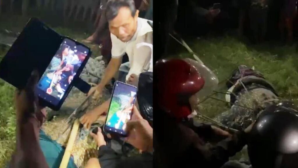 bauaya berkalung ban tertangkap warga