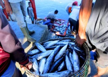 inilah 11 negara-negara tujuan ekspor hasil laut sulawesi tengah