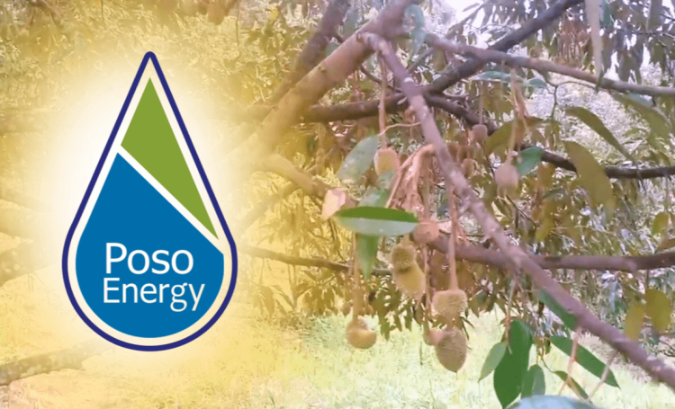 Petani Durian Pendolo Khawatirkan Dampak Negatif Modifikasi Cuaca oleh PT. Poso Energy